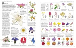 Rhs A-Z Encyclopedia Of Garden Plants 4T - Kolektif - 3