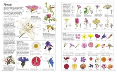 Rhs A-Z Encyclopedia Of Garden Plants 4T - Kolektif - 3