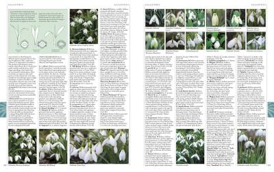 Rhs A-Z Encyclopedia Of Garden Plants 4T - Kolektif - 5