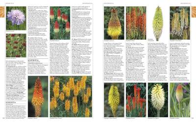 Rhs A-Z Encyclopedia Of Garden Plants 4T - Kolektif - 6